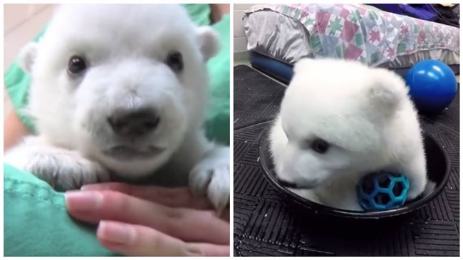 動物園小白熊一歲啦　上萬網友幫慶生