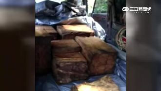 山老鼠盜伐牛樟木　欲衝撞警遭開9槍