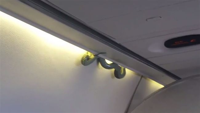 飛機上驚見150公分大蛇　嚇壞乘客