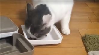 飼料藏盒子也沒用　貓咪7秒「破解」
