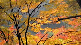 寂寞不痛！台灣單身旅人最愛旅遊城市出爐(圖／agoda)