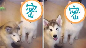 狗,毛小孩,哈士奇,汪星人,豬,Snapchat,snow,特效軟體,動畫
(puppysketch IG)