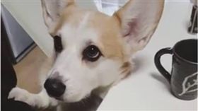 柯基犬,毛小孩,寵物,狗狗,汪星人　圖／翻攝自臉書專頁趣味娛樂日報