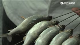 吃魚選對時　夏季魚鮮窈窕又結實│三立新聞台