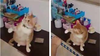 主人拿魔術棒逗貓　喵星人當場看傻眼