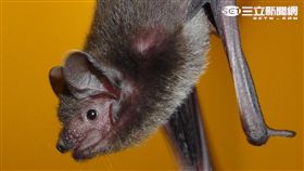 驚！蝙蝠首次檢出疑似新型麗沙病毒　有人畜共通風險（台北市蝙蝠保育學會提供)）