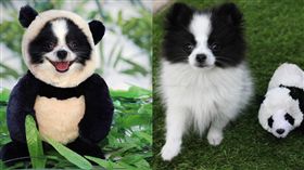 傻傻分不清！黑白博美宛如貓熊　狂奔模樣超吸睛。資料來源：pandaloonpom　Instagram
