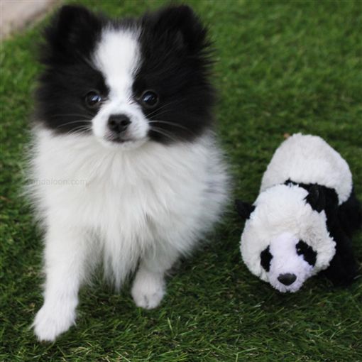 傻傻分不清!黑白博美宛如貓熊 狂奔模樣超吸睛。資料來源:pandaloonpom Instagram