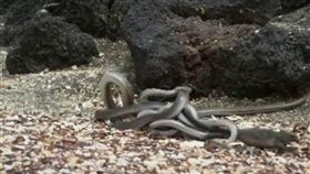 BC,地球脈動,適者生存,物競天擇,鬚蜥　圖／翻攝自臉書專頁BC&LOWY