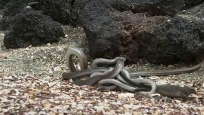 想活下來…小鬣蜥靠意志突破蛇群獵殺