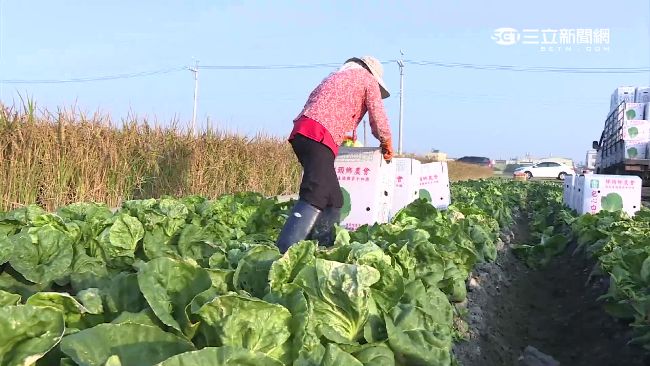 菜價漸回穩　葉菜、結球白菜復耕上市