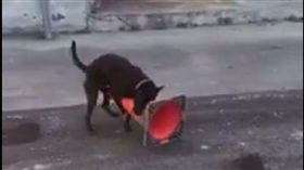 黑狗在路邊拿三角錐自慰。(圖/翻攝自爆料公社臉書)-https://goo.gl/X6TGRI
