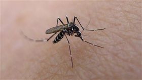 疾管署呼籲，民眾如前往茲卡病毒感染症流行地區，請做好防蚊措施。(圖片來源：Flicker，原作者John Tannn，網址http://bit.ly/1Nwkhnc)