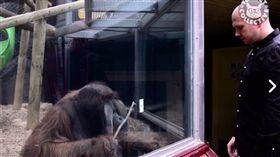 撲克牌穿透術猩猩看傻眼　網友：下次可以穿透香蕉給牠（圖翻攝自《The Pet Collective》臉書）