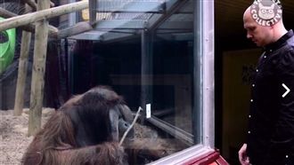 猩猩看魔術　看完後竟這樣表現...