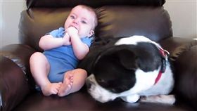 狗,毛小孩,嬰兒 圖/翻攝自rumble.com 16:9