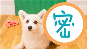 柯基犬,毛小孩,寵物,狗狗,汪星人,壽司　圖／翻攝自Winston the White Corgi臉書專頁