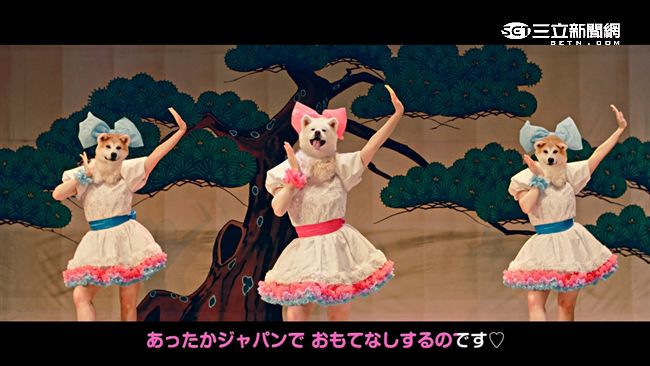 網紅算啥？！秋田犬偶像團獻聲拚觀光