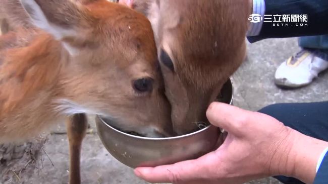 鹿港養6小鹿　力拼「台灣版奈良」！