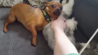 主人只摸貓咪　吃醋狗狗心急攔截討摸