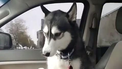 露娜被寵壞　硬要主人邊開車邊摸摸