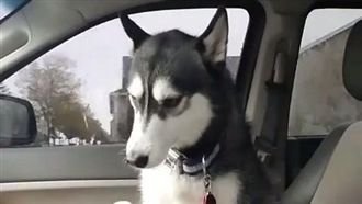 露娜被寵壞　硬要主人邊開車邊摸摸