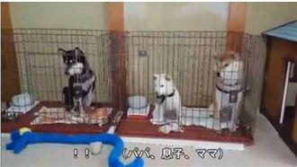 小柴犬「這招」讓家人瞬間傻眼