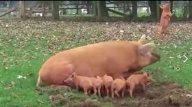 小豬慘遭豬媽媽「頂」上天。（圖／翻攝自爆料公社臉書）