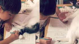 貓咪干擾小主人寫功課。（圖／翻攝自_akari_mam推特）