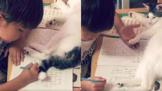 寫功課還得移開貓屁股　小主人好無奈