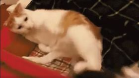 大貓把小貓踹飛。（圖／翻攝自臉書）