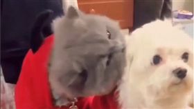 墨墨偷親雲雲。（圖／翻攝自Instagram）