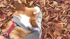 16:9
柯基玩到不想回家 咬馬麻鞋子耍賴
圖／翻攝自corgibh IG
https://www.instagram.com/p/BMsyEj2jSje/