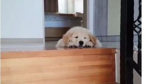 小黃金獵犬遇長樓梯　秒趴下自暴自棄