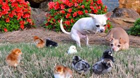 毛孩版「五體不滿足」　吉娃娃袋鼠狗靠2隻腿快樂生活
圖/翻攝自The Dodo