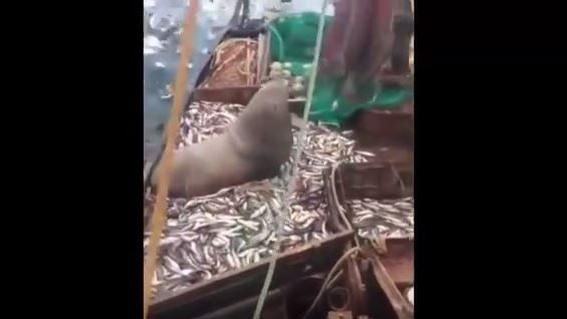 捕到驚喜！海獅跟著漁獲一起被拉上岸