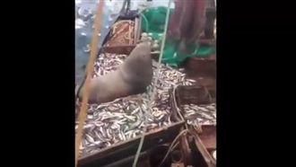 捕到驚喜！海獅跟著漁獲一起被拉上岸