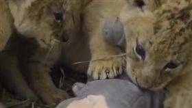 小獅子忘情地咬著娃娃。（圖／翻攝自臉書）