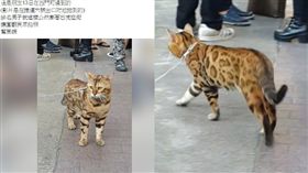 爆料公社,笑話,好笑,誤會,石虎,豹貓,西門町-翻攝自爆料公社