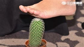 糖尿病周邊神經痛好發在足部末梢神經，疼痛感有如腳踩仙人掌或冰塊般痛苦萬分。（圖／社團法人中華民國糖尿病衛教學會提供）