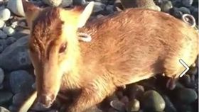 陸小陸　臉書　山羌