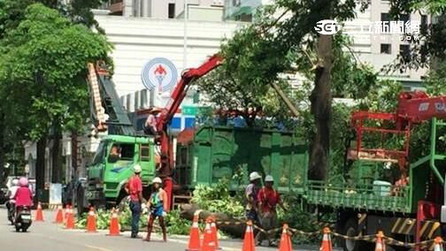 黑板樹異味惹民怨　台中市府動手移除