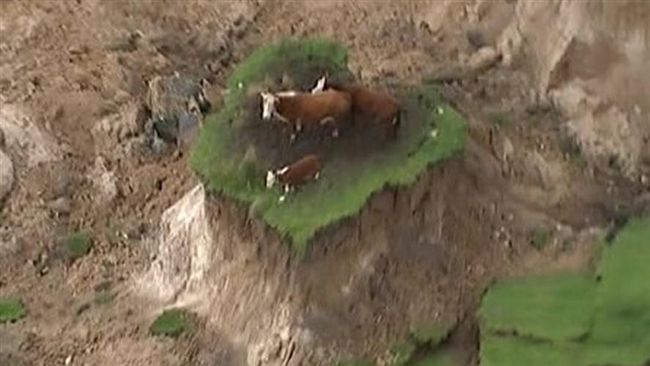 紐西蘭強震山崩地裂　3頭牛受困孤島