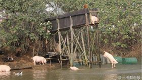 湖南農村豬跳水（圖／翻攝自三湘都市報微博）