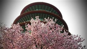 淡水天元宮的櫻花 圖／臉書