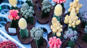 園藝,仙人掌,盆栽（圖／Pixabay）