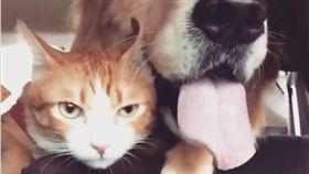 Honey一臉厭世。（圖／翻攝自Instagram）