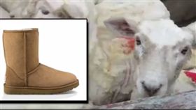 UGG雪靴、羊毛、羊皮、善待動物組織PETA（圖／翻攝自PETA影片）
