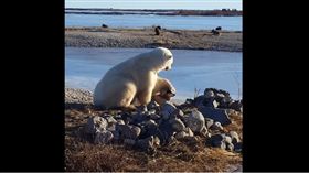 北極熊溫柔撫摸狗狗。（圖／翻攝自YouTube）