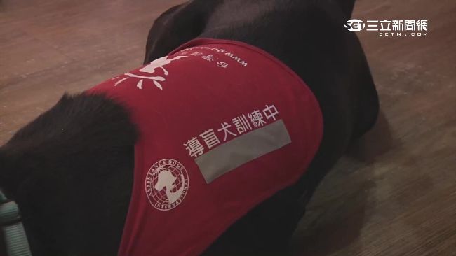 火鍋店拒導盲犬遭砲轟　店家急忙致歉